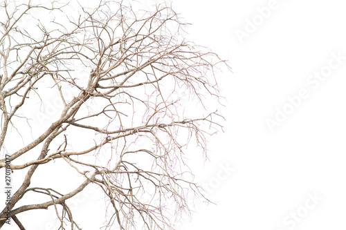 Old and dead tree branch isolated on white background © joloei