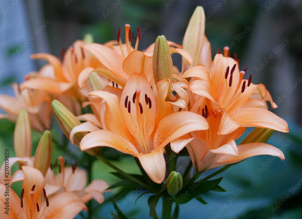Close-up of Orange Tiger Lillies in Bloom Close-up of Orange Tiger Lillies in Bloom