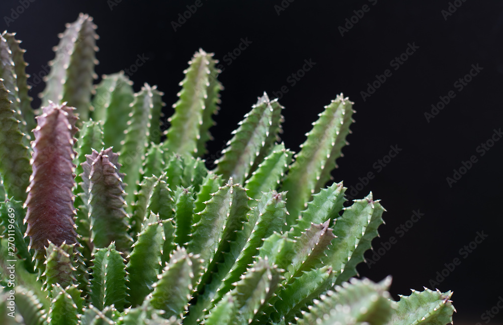 Fototapeta premium cactus tree isolated black background