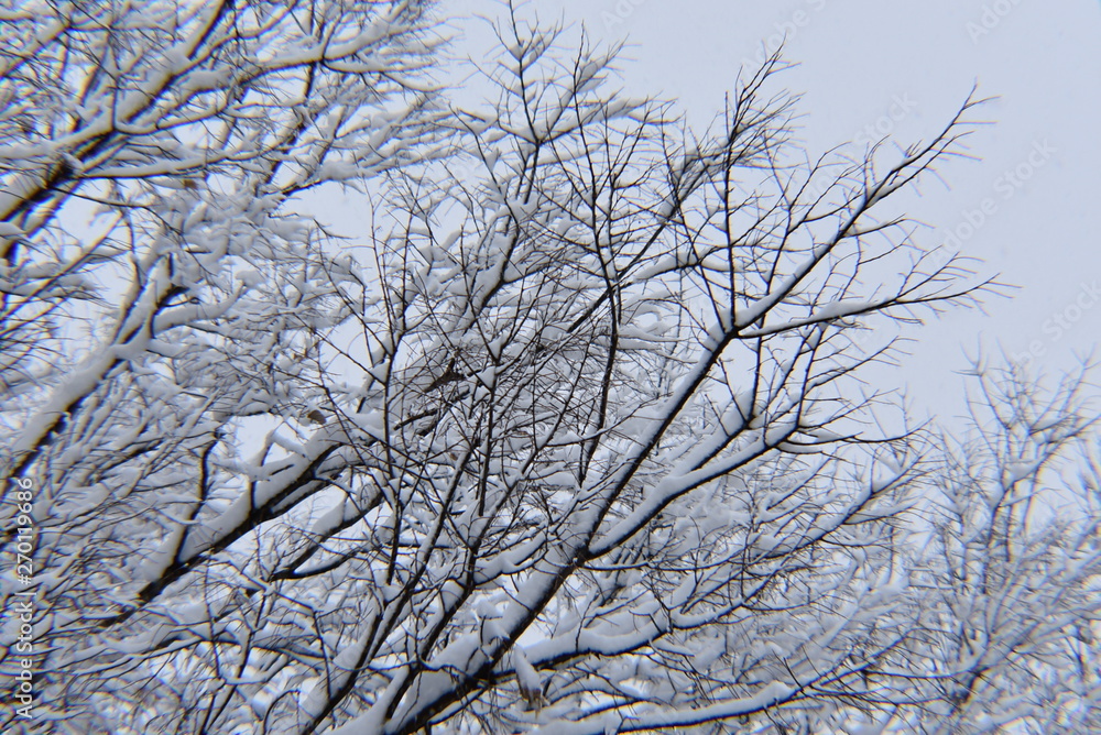 tree covered with ice