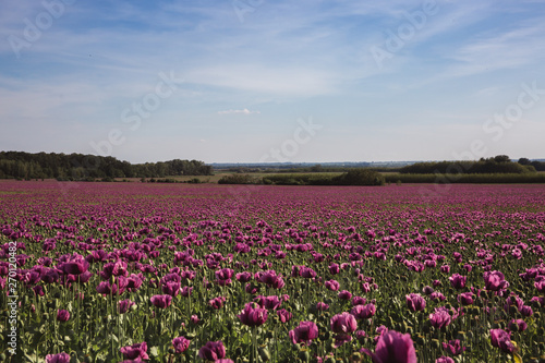 Field of lilac Poppy Flowers in sunlight in early Summer