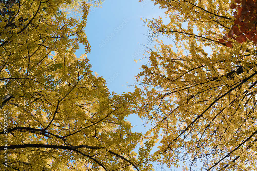 Fototapeta premium yellow tree in autumn