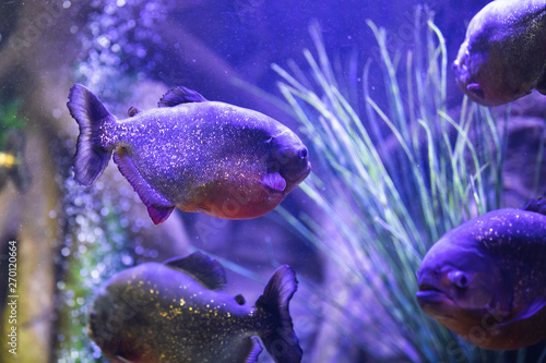 Photography red-bellied piranha fish in aquarium with illumination