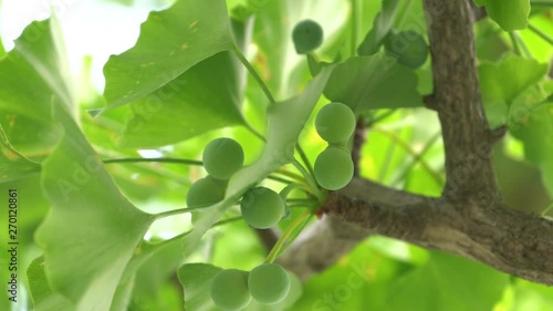 Tokyo,Japan-May 28, 2019: Immmature small green gingko nuts in the early summer in Tokyo  photo