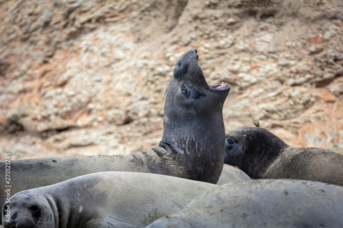 elephant seal in Pt Reyes