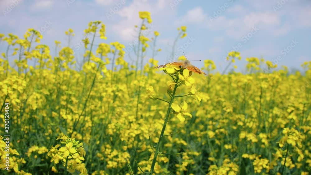 Close up of butterfly on yellow rape. Macro 4k footage. Close up of butterfly on yellow rape. Macro 4k footage.