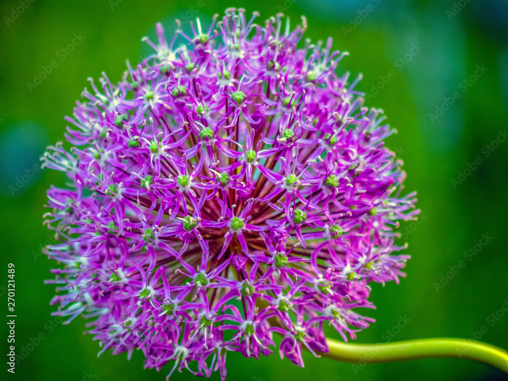 Giant onion in garden Giant onion in garden