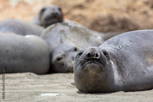 seal on the beach