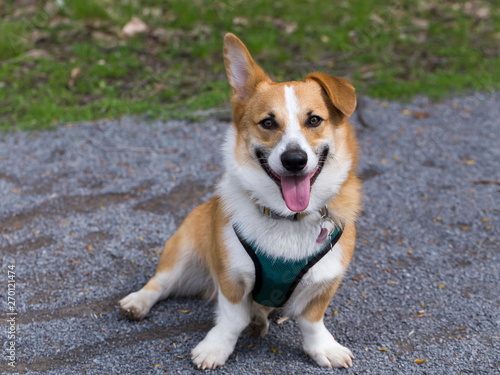 Eager looking adult tan and white male Welsh Corgi sitting in alley looking up with one ear drooping and one erect