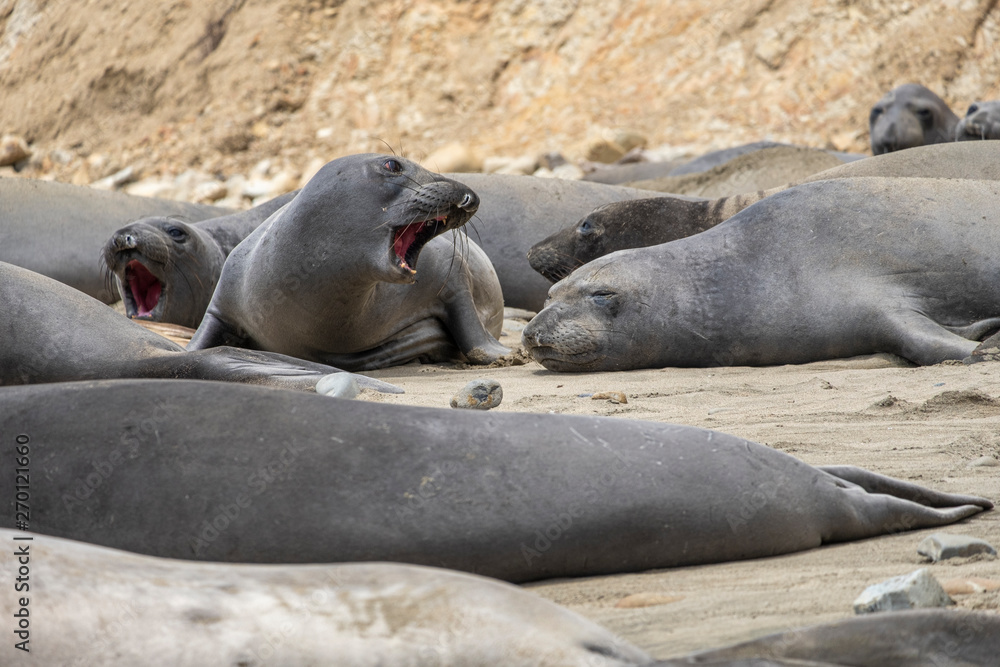 Fototapeta premium seals on the beach