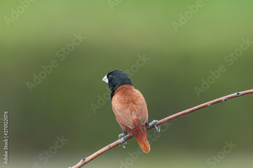 Chestnut Munia; Lonchura atricapilla