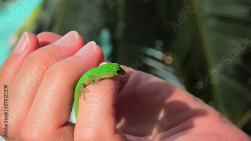 Close up of Green Giant Day Gecko, species Phelsuma sundbergi, also called La Digue day gecko on hand. A cute green lizard, wildlife of La Digue. Palm trees and sea on blurred background. photo