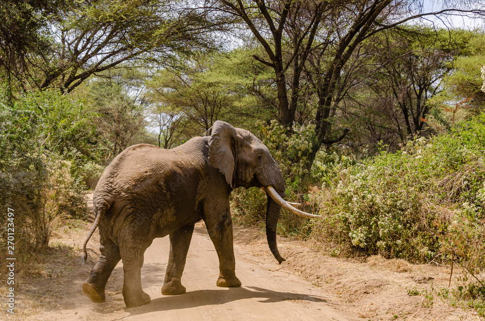 A big bull elephant with giant tusks crosses a dirt road