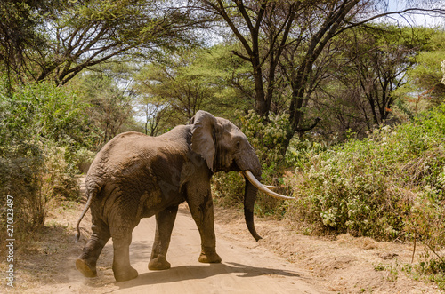 A big bull elephant with giant tusks crosses a dirt road
