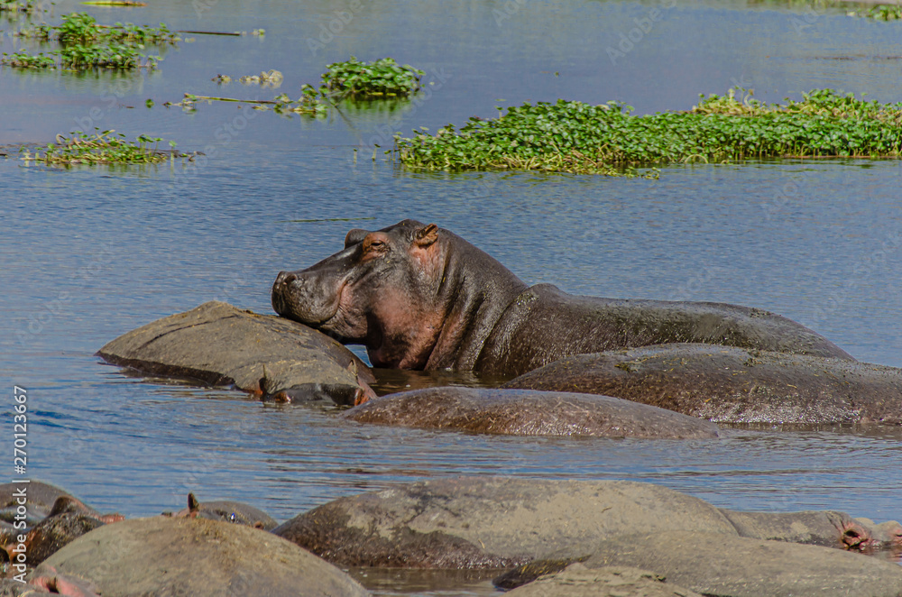 A large hippo pushes his way through other hippopotamus sharing his small pond A large hippo pushes his way through other hippopotamus sharing his small pond