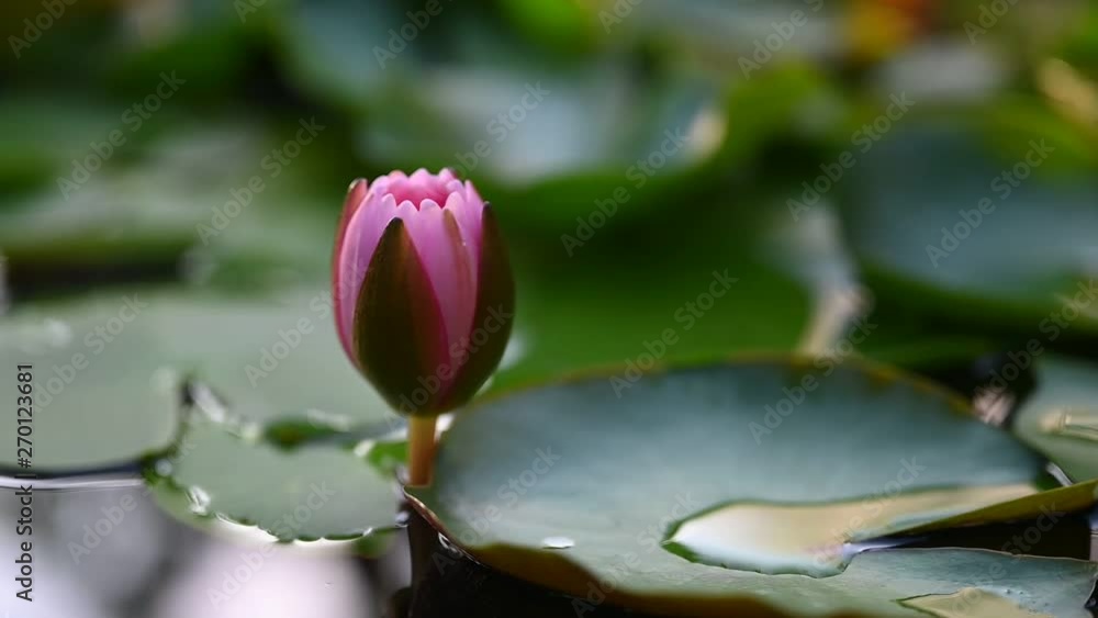 beautiful lotus flower on the water after rain in garden. beautiful lotus flower on the water after rain in garden.