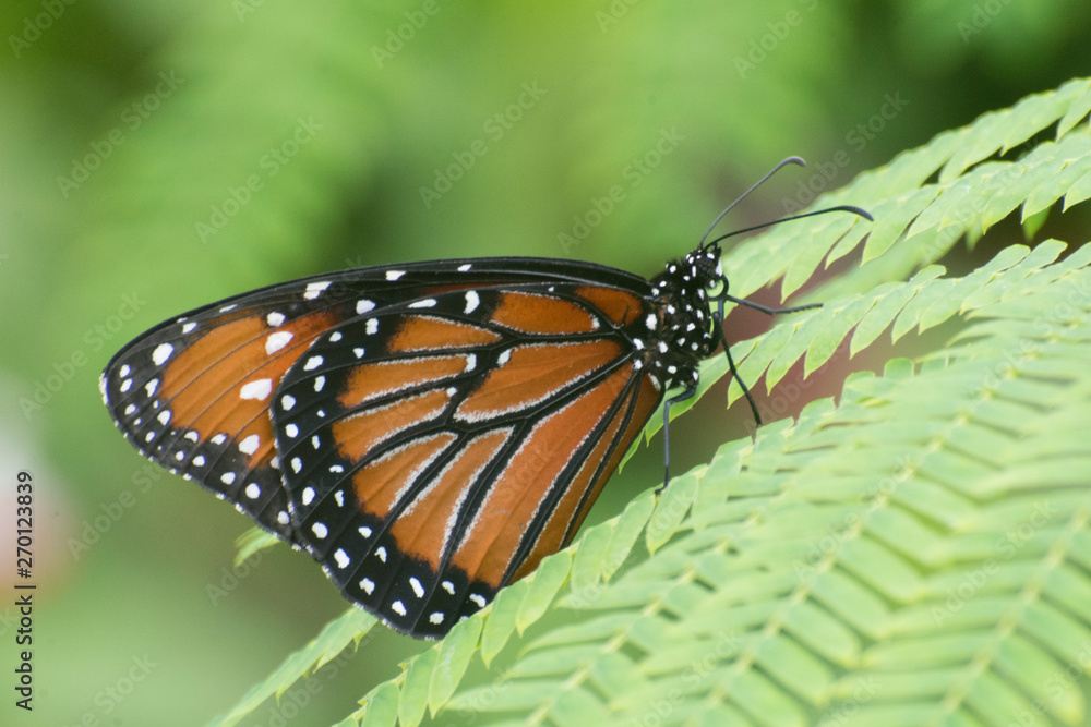 Fototapeta premium Butterfly 2019-21 / Queen Butterfly (Danaus gilippus) On a fern's leaves