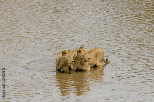 Two juvenile lions cross the Mara River in the Serengeti photo