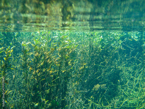  Underwater view with water plants at Sucuri river in Bonito  Mato Grosso do Sul  Brazil                                              