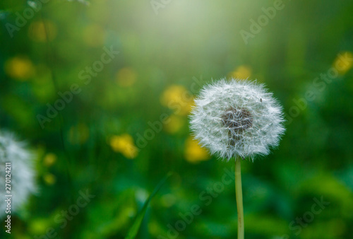 White fluffy dandelions  natural green blurred spring background  selective focus. Nature  summer background