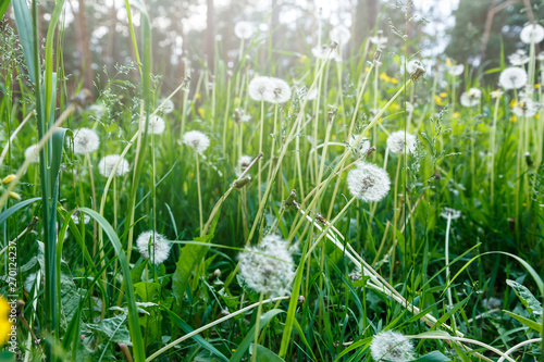 White fluffy dandelions  natural green blurred spring background  selective focus. Nature  summer background