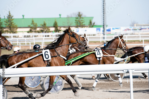 Beautiful horses on the racetrack during the competition