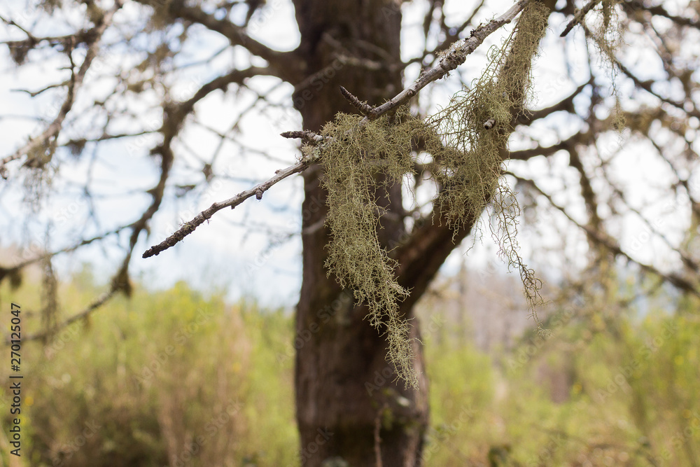 Obraz premium Moss in the tree