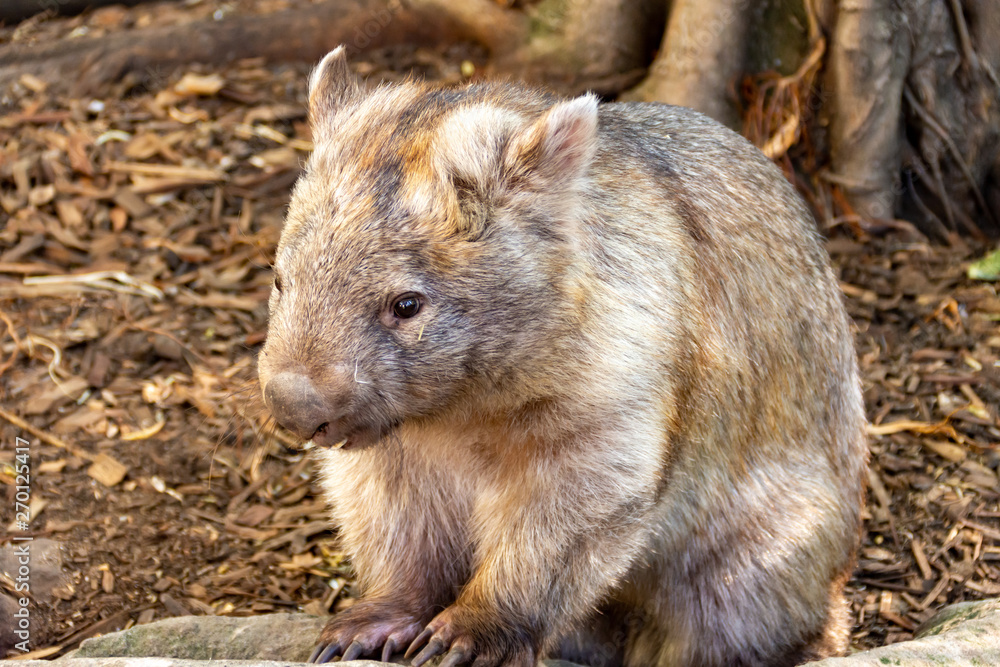 Wombat Wombat