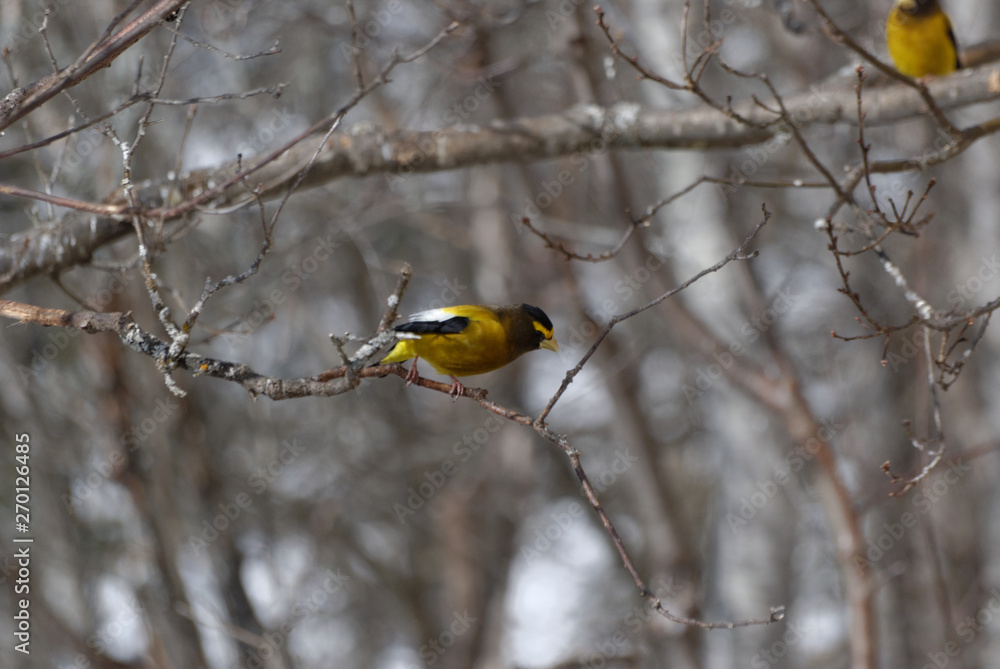 Evening Grosbeak - male Evening Grosbeak - male