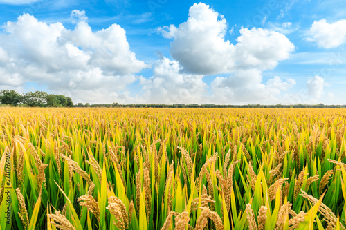 Ripe rice field and sky landscape on the farm photo