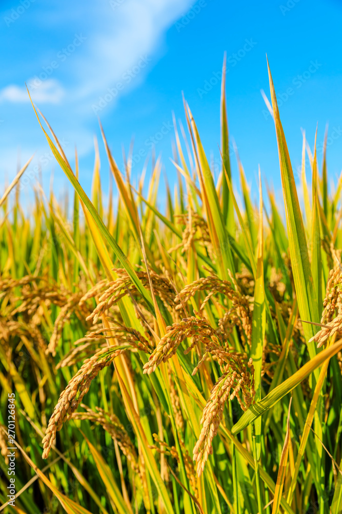 Fototapeta premium Ripe rice field and sky landscape on the farm
