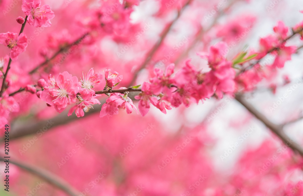Pink flower plum blossoms in Botanic garden Park in Wuhan city, Hubei China. Pink flower plum blossoms in Botanic garden Park in Wuhan city, Hubei China.