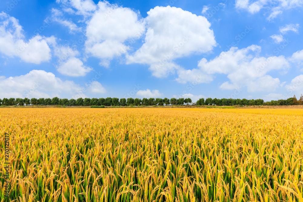Ripe rice field and sky landscape on the farm Ripe rice field and sky landscape on the farm