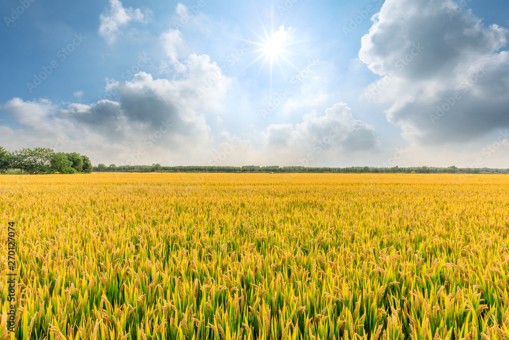 Ripe rice field and sky landscape on the farm Ripe rice field and sky landscape on the farm