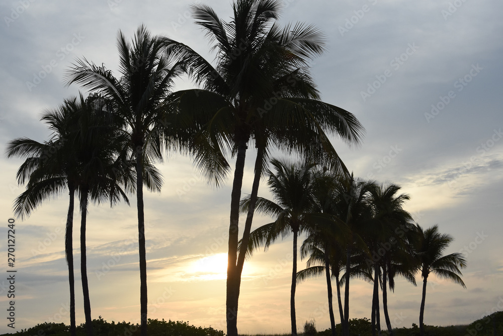 Miami Palms