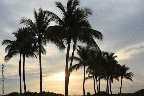Miami Palms
