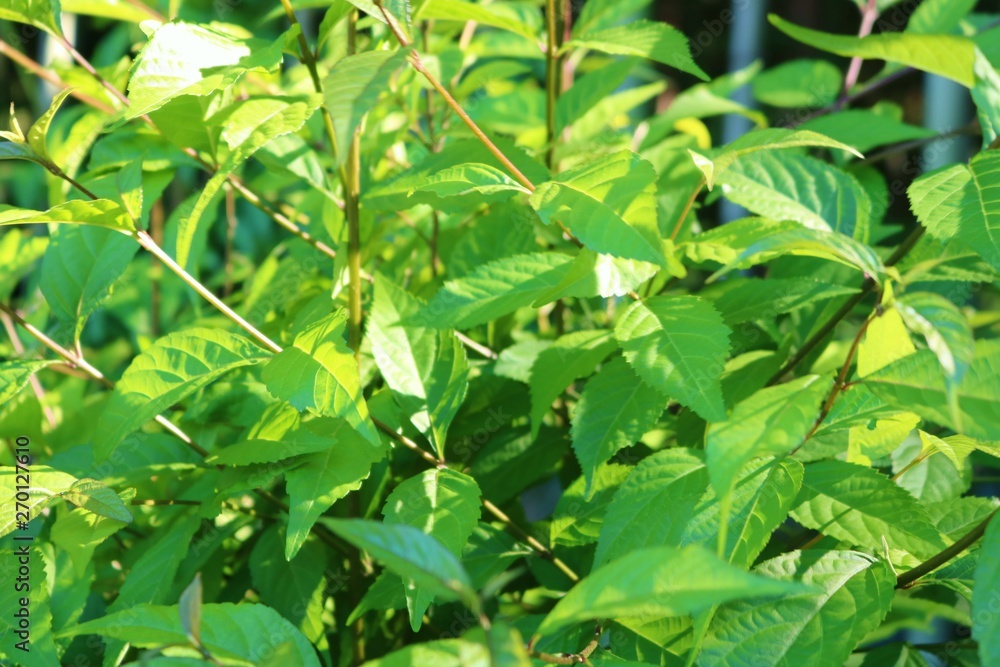 風景 森林 緑 木漏れ日 杤木 風景 森林 緑 木漏れ日 杤木