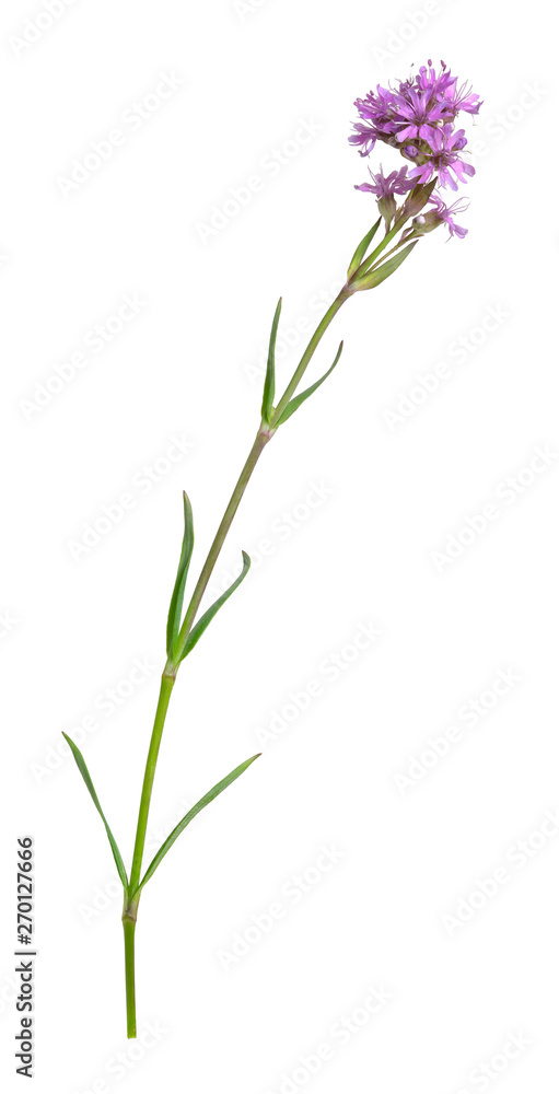 Naklejka premium Red alpine catchfly, Silene suecica in bloom isolated on white background