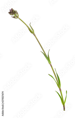 Red Alpine catchfly  Silene suecica not yet in bloom isolated on white background