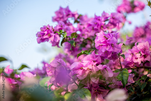 Soft focus Paper flower pink with green background