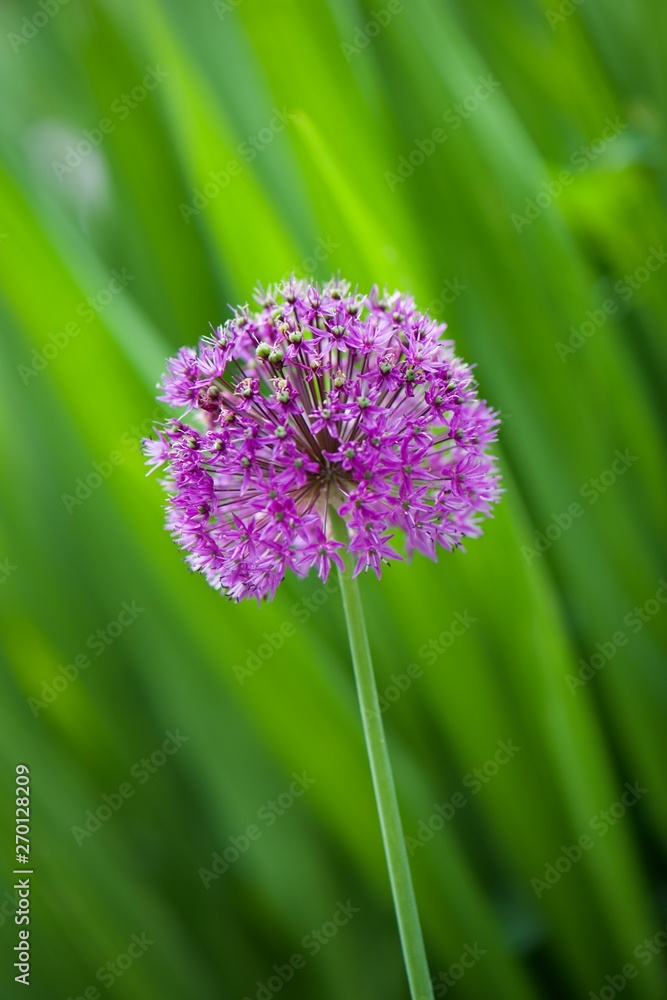 Fototapeta premium closeup of flower