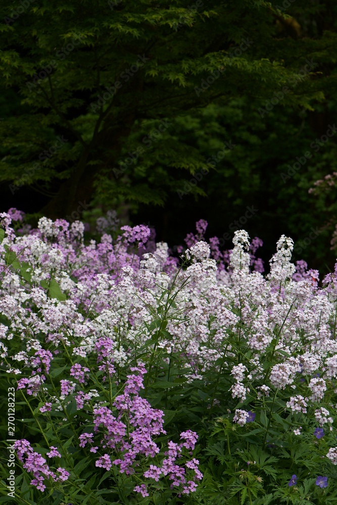Fototapeta premium flowers in the garden