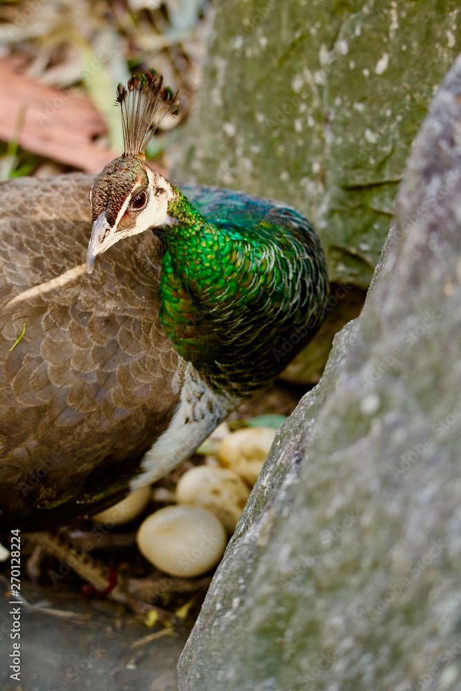 Obraz premium a female peacock is hatching her eggs