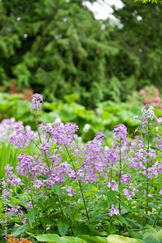 flowers in the garden
