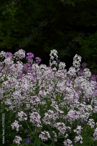 flowers in the garden