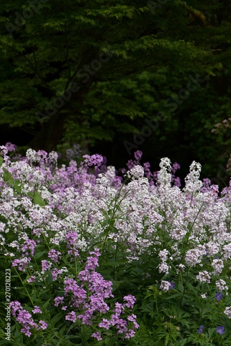 flowers in the garden