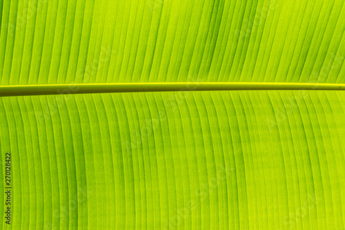 Texture background of backlight fresh from green Leaf