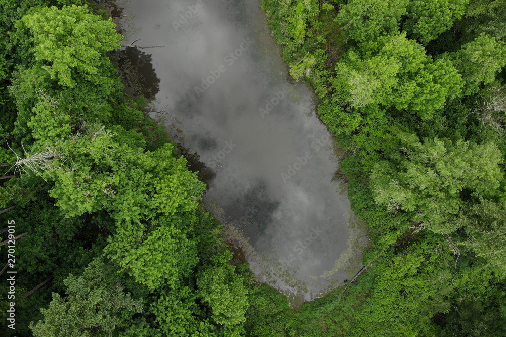 Texture of green trees and lake, top view Texture of green trees and lake, top view