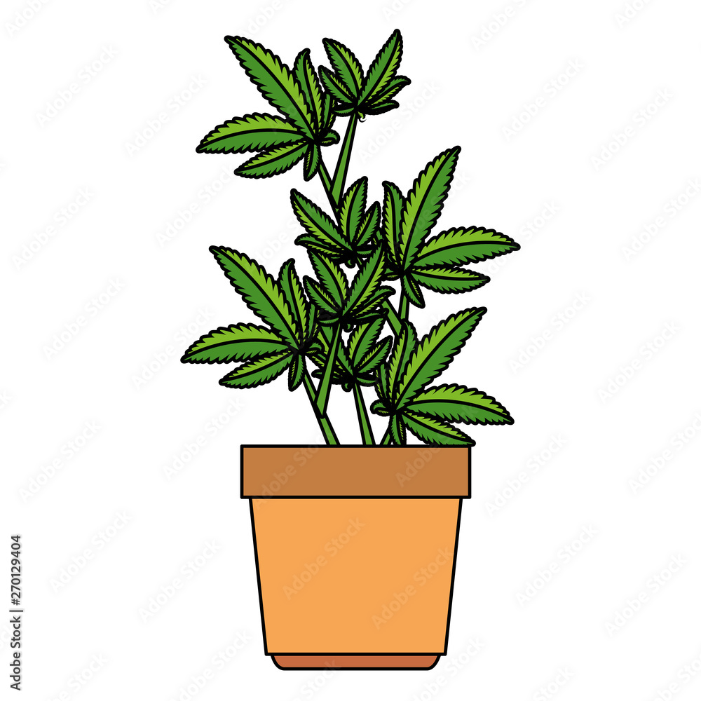 cannabis plant in pot icon