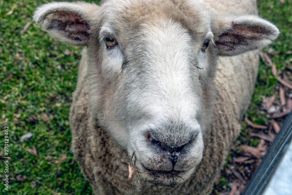 close-up of a sheep looking at you close-up of a sheep looking at you